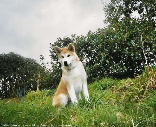 Photo d'Akita inu