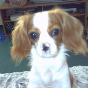 Photo de Cavalier king charles spaniel