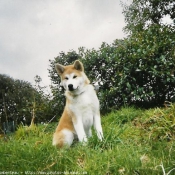 Photo d'Akita inu