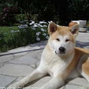 Photo d'Akita inu