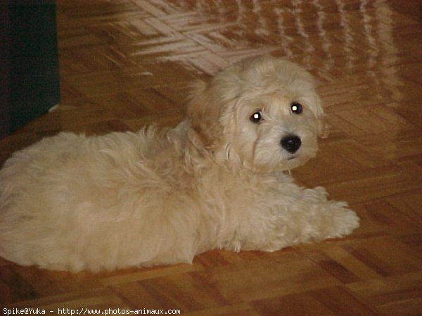 Photo de Bichon maltais