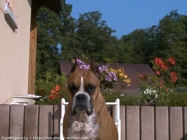 Photo de Boxer