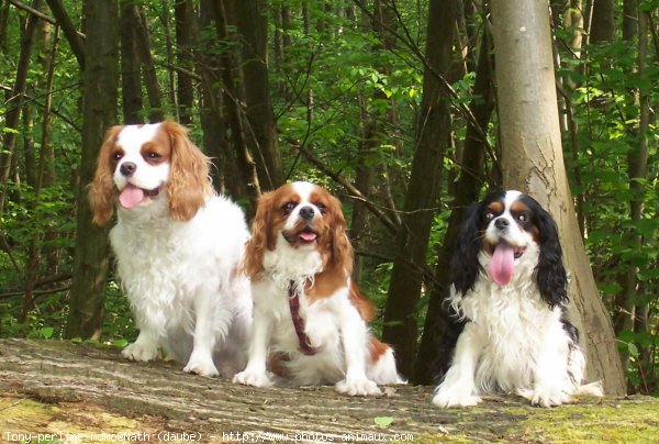 Photo de Cavalier king charles spaniel