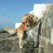 Photo de Golden retriever