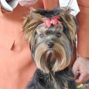 Photo de Yorkshire terrier