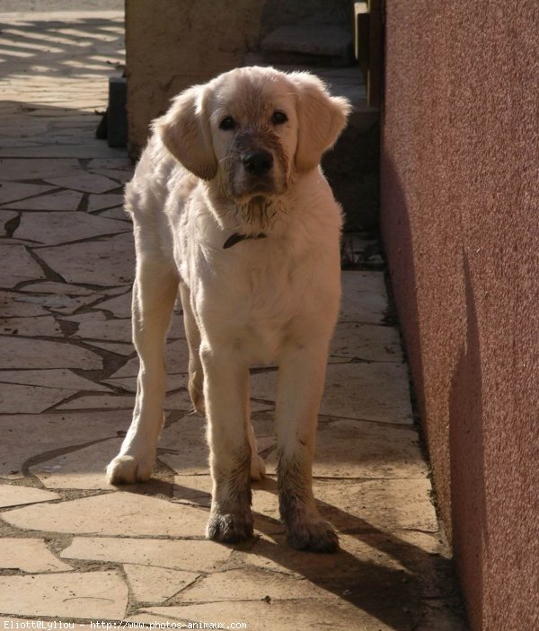 Photo de Golden retriever