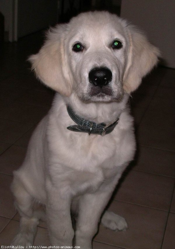 Photo de Golden retriever