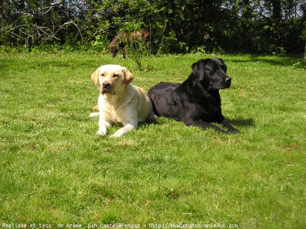 Photo de Labrador retriever