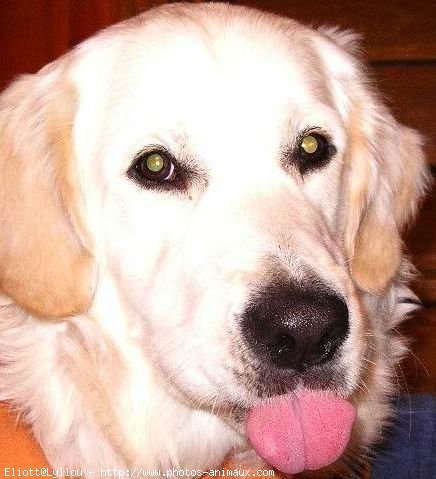 Photo de Golden retriever