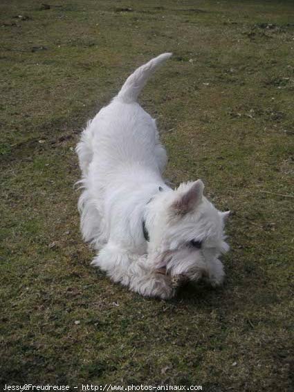 Photo de West highland white terrier