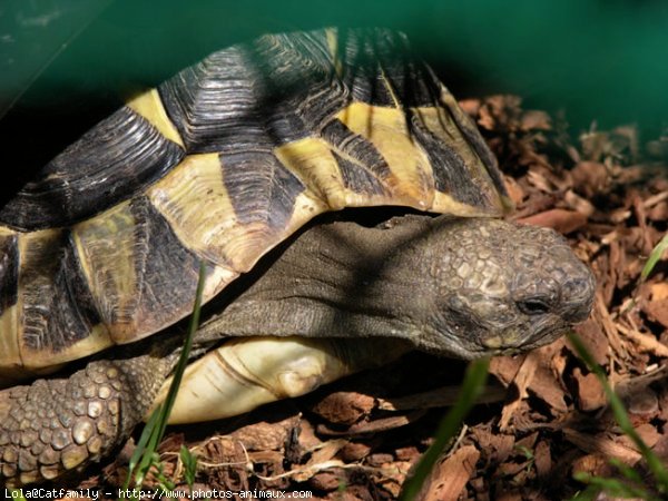 Photo de Tortue