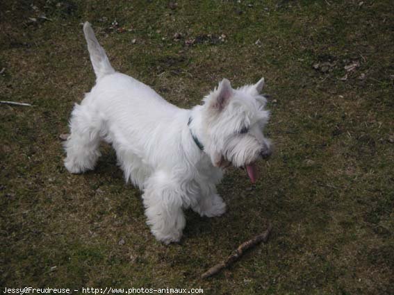 Photo de West highland white terrier