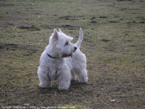 Photo de West highland white terrier