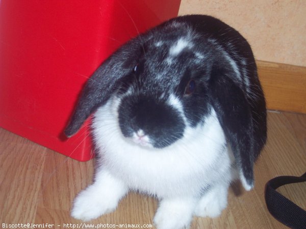 Photo de Lapin