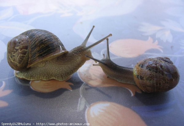 Photo d'Escargot