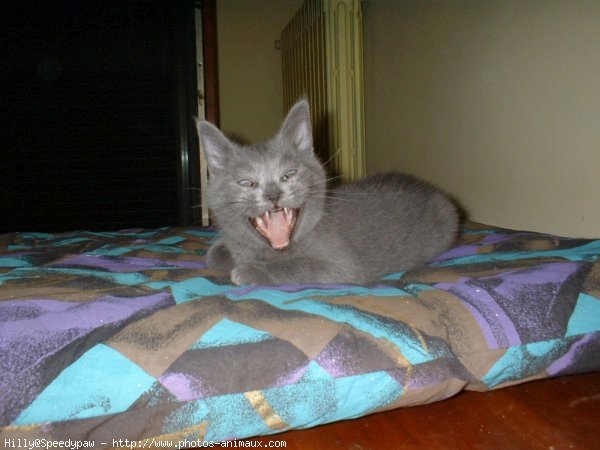 Photo de Chartreux