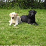 Photo de Labrador retriever