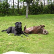 Photo de Labrador retriever