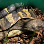 Photo de Tortue