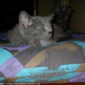 Photo de Chartreux