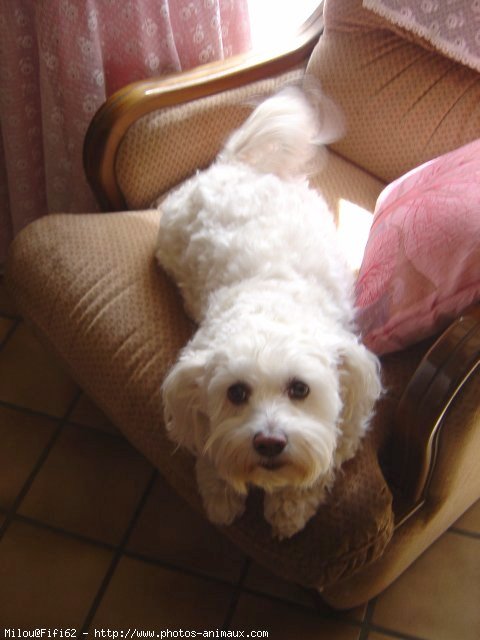 Photo de Bichon maltais