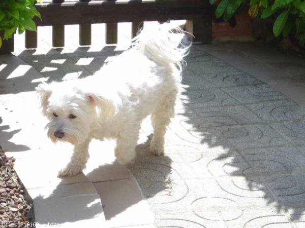 Photo de Bichon maltais