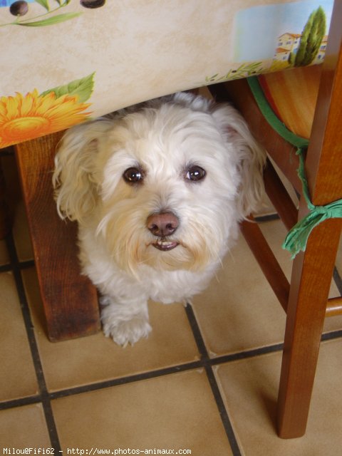 Photo de Bichon maltais