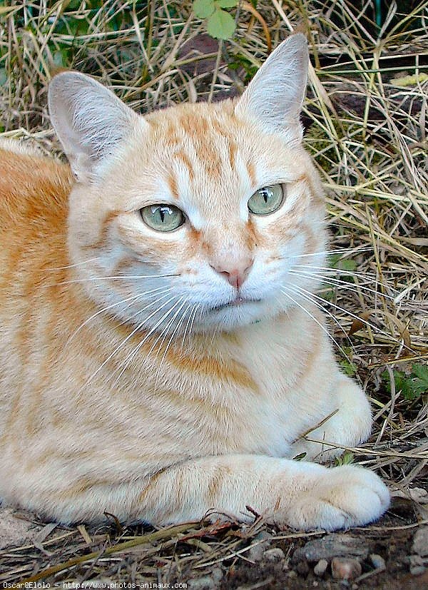 Photo de Chat domestique