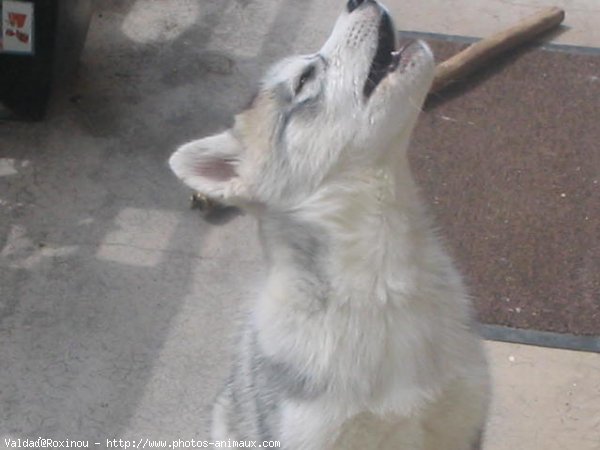 Photo de Husky siberien