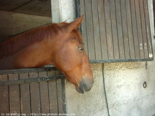 Photo de Trotteur franais