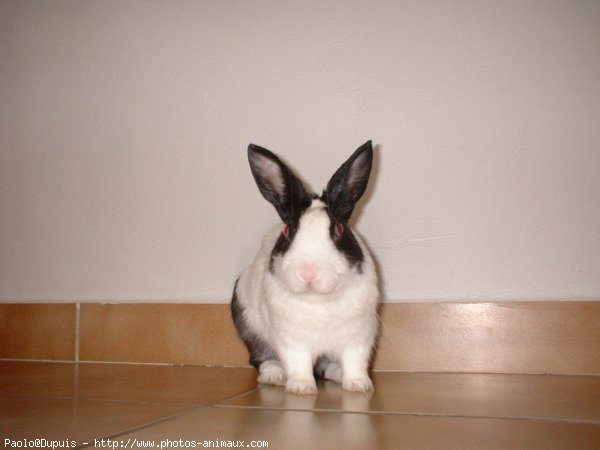 Photo de Lapin