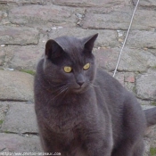 Photo de Chartreux