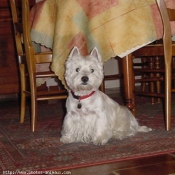 Photo de West highland white terrier