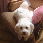 Photo de Bichon maltais