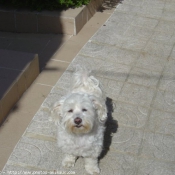 Photo de Bichon maltais