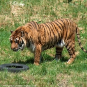 Photo de Tigre