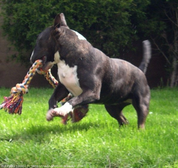 Photo de Bull terrier miniature