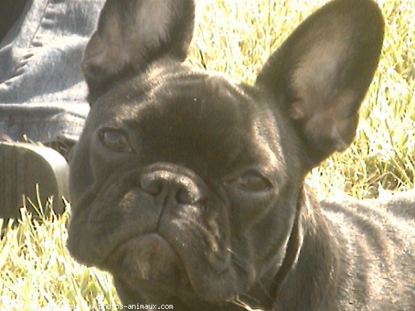 Photo de Bouledogue franais