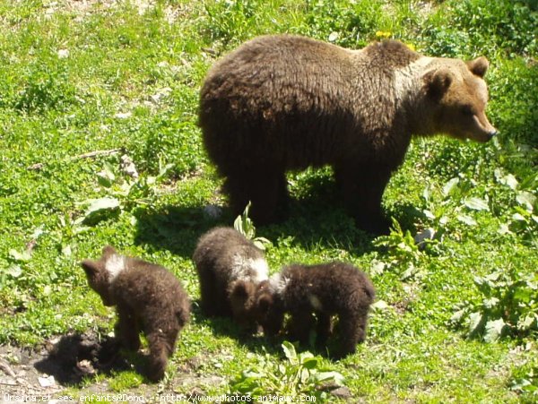 Photo d'Ours