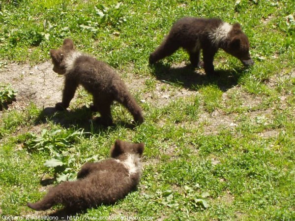 Photo d'Ours