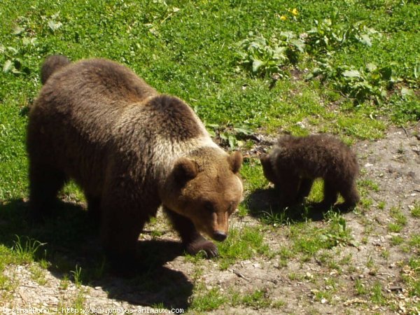 Photo d'Ours