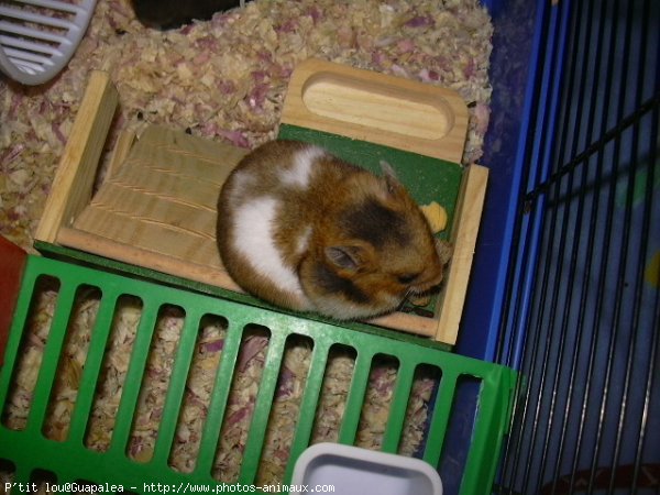 Photo de Hamster