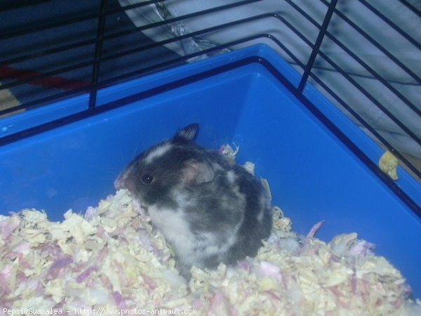 Photo de Hamster