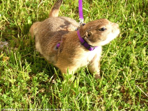 Photo de Chien de prairie