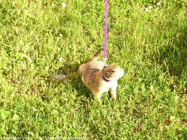 Photo de Chien de prairie