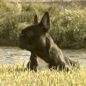 Photo de Bouledogue franais