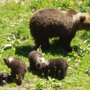 Photo d'Ours