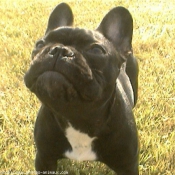 Photo de Bouledogue franais