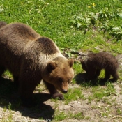 Photo d'Ours