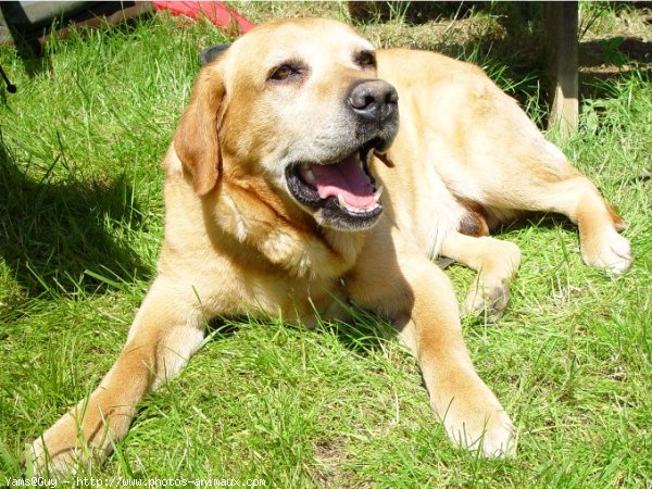 Photo de Labrador retriever